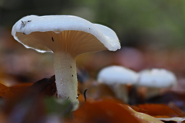 Weißer Pilz im Laub