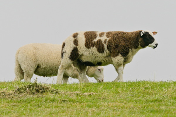 „Kuh“-Schaf auf der Deichkrone