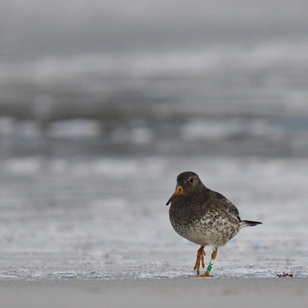 Meerstrandläufer am Strand (wo sonst?)