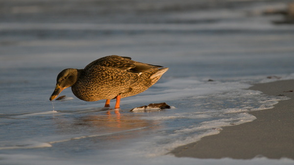 Ente am Strand