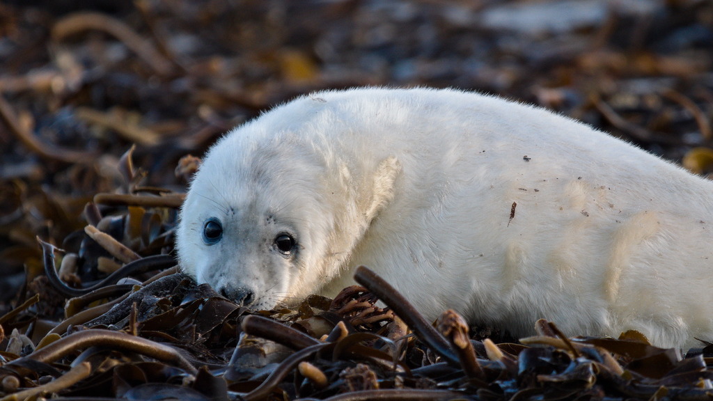 Robbenjunges, noch im Janugofell, auf braunen Kelp