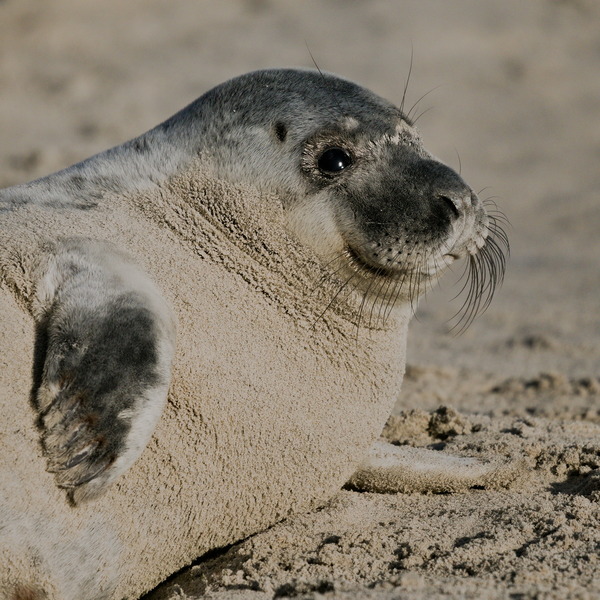 Robbe in Sandpanade