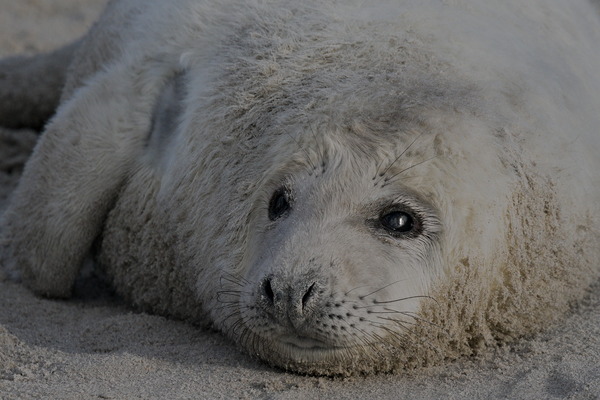 Flausch und Sand