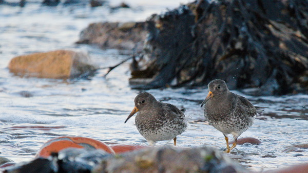 Zwei Meerstrandläufer in der Brandungszone