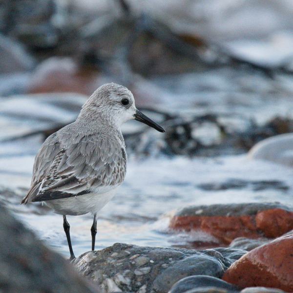 Ein Sanderling in der Brandungszone