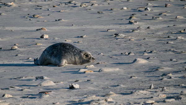 Strandrobben