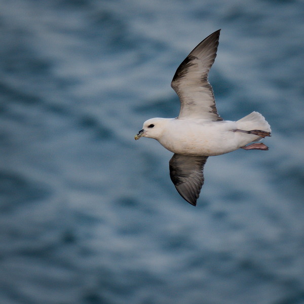 Eissturmvogel