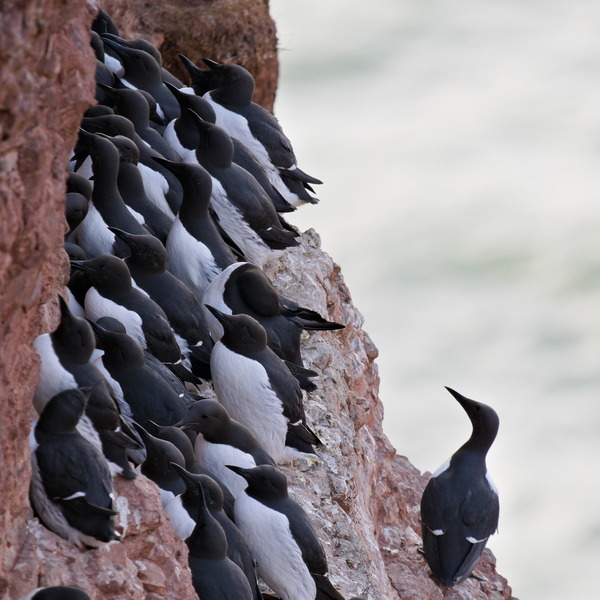 Wenn die ganze Zeit das Meer zu sehen ist, kann vogel auch mal die Wand angucken